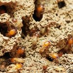 Come sbarazzarsi delle termiti in casa una guida definitiva per la vostra casa libera da termiti!