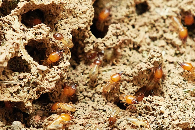 Come sbarazzarsi delle termiti in casa una guida definitiva per la vostra casa libera da termiti!