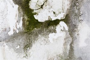 Elimina la muffa: Una guida completa